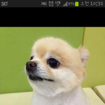 이 강아지 <b>종자</b>좀 알려주세요ㅠㅠ