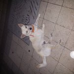 부천 <b>소사</b> 범박 괴안 역곡 유기견ㅠㅠ