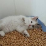 [사랑구름] 오빠 사랑냥이와 아깽이 구름냥이 두번째 이야기