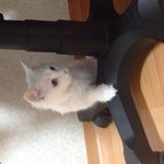[고양이]주인놈 내가 너 가만안둔다냥