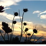 [<b>jms</b>/정명석 목사의 영감의 시] 두견 1