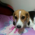 18탄) 돌아온 야롱이