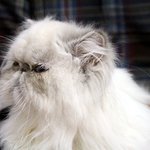 [아리와<b>베리</b>] 굉장히 날씬하고픈 고양이^^*[히말라얀고양이]