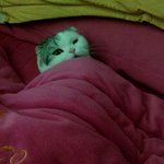 [쵸파] 스코티쉬 폴드 말랑말랑 쵸파왔어요~