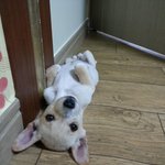 헌옷수거함에 버려졌던 강아지 + 그후(1)