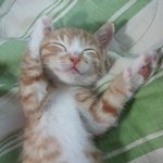 길고양이의 편견을 버리게해준 우리집 <b>밤톨</b>이