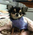 [응사] 성나정 취했을 때.<b>gif</b>