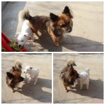 [댓글부탁] 너의 정체가 뭐니 몽몽아..?