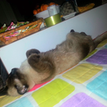 고냥이라면 <b>이</b>정도는 누워줘야 정석~ <b>잔</b> 자니?