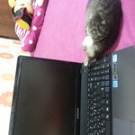 우리집 코숏냥이 매스와 <b>구찌</b>를 소개합니당