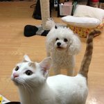 [시로샬] 시로 &amp; 설리 ( 개 &amp; 고양이)  [전편 집사 배가...