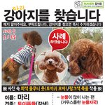 은평구 수색동 마리를 찾습니다...