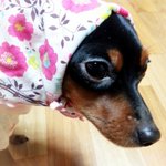 [<b>완두콩</b>이] 한지붕 세여인 16 _ 떡파는강아지vs풀뜯는고양이