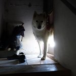 [허스키<b>심바</b>] <b>심바</b> 자연을 벗삼아 산책해요.