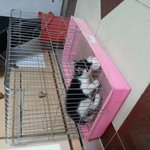 급합니다!새끼 길고양이 구원해주실분ㅠㅠ