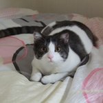 [꿀고양이] 천의 얼굴을 가진 꿀고양이