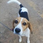 19탄) 돌아온 야롱이(2)