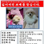 (꼭한번 읽어주세요ㅠㅠ)강아지를 잃어버렸어요.