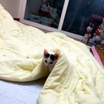 초보집사 <b>하양</b>이맘이에요~