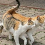 사랑스러운 <b>동물</b> 커플 사진 모음