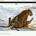 <b>호떡</b>사진