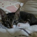 귀여운 냥이 루이비똥