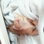 네냥이랑산다는것!