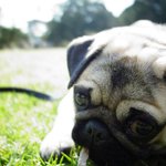 [퍼그<b>심바</b>] 퍼그 <b>심바</b>와 함께한 지난 1년