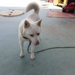 [따스한얘기] 헛 ㅋㅋ 감사해요! ) 여름에, 아기고양이 두마리가...