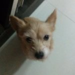 [봄이<b>네집</b>] 우리<b>집</b> 봄이2!