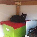 <b>며칠전</b> 판에 올라온 올블랙 아기 냥이 기억하시나요?