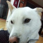 [가비<b>두비</b>네] [가비두비27탄] 사람인지 개인지 헷갈리는 똥꼬발랄우리집멍멍2들을...