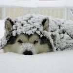 눈에 파묻힌 귀여운 <b>동물</b>들.jpg