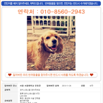 [강아지분실] 강아지...<b>코카</b>......!