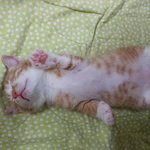 <b>밤톨</b>이가왔어요  부제) 고양이 1차접종비용 이 금액이 맞는건가요