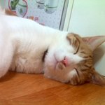 +추가+[냥이]<b>화단</b>에서 업어온 냥이~