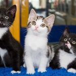 [BAP] 아이컨택 ㅜㅜ