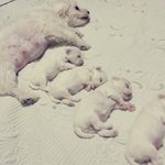 펫시터 알바 조심하세요!