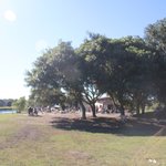 [퍼그<b>심바</b>] <b>심바</b> 애견공원에서 맘껏 달렸어요