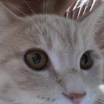 세면대 더위 식히는 고양이 찹쌀이(5)