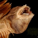 [<b>작두</b>] 미국에서 발견한 괴생명체