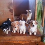 유기견에 대한 많은 관심부탁드릴께욧