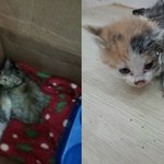 붙어서 죽다 살아난 아<b>깽이</b>들이 구조됬어요....소중한 생명들에게...