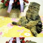 [스코티쉬 폴드 마요] 앉는 마요 아기때..