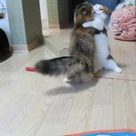 [댤쭁] <b>첫눈</b> 오는 날 난쟁이 고양이 둘이서