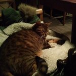 [냥이] 다른 고양이까페와 다른 <b>혜화역</b> 금고양이 까페