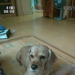 [유기견] 저희 개 달이를찾습니다