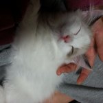 [사랑구름] 개냥이 남매 사랑이와 구름이 세번째 이야기
