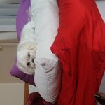 경기도 <b>양평</b>에서 말티즈를 잃어버렸어요ㅠㅠ