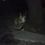 [기숙<b>사냥</b>이] 기숙사고등학교에서 길냥이와 동거중!